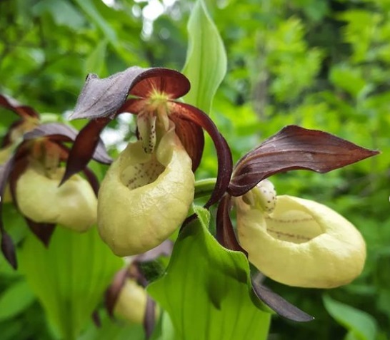 В ивановском ботаническом саду зацвела редчайшая орхидея 