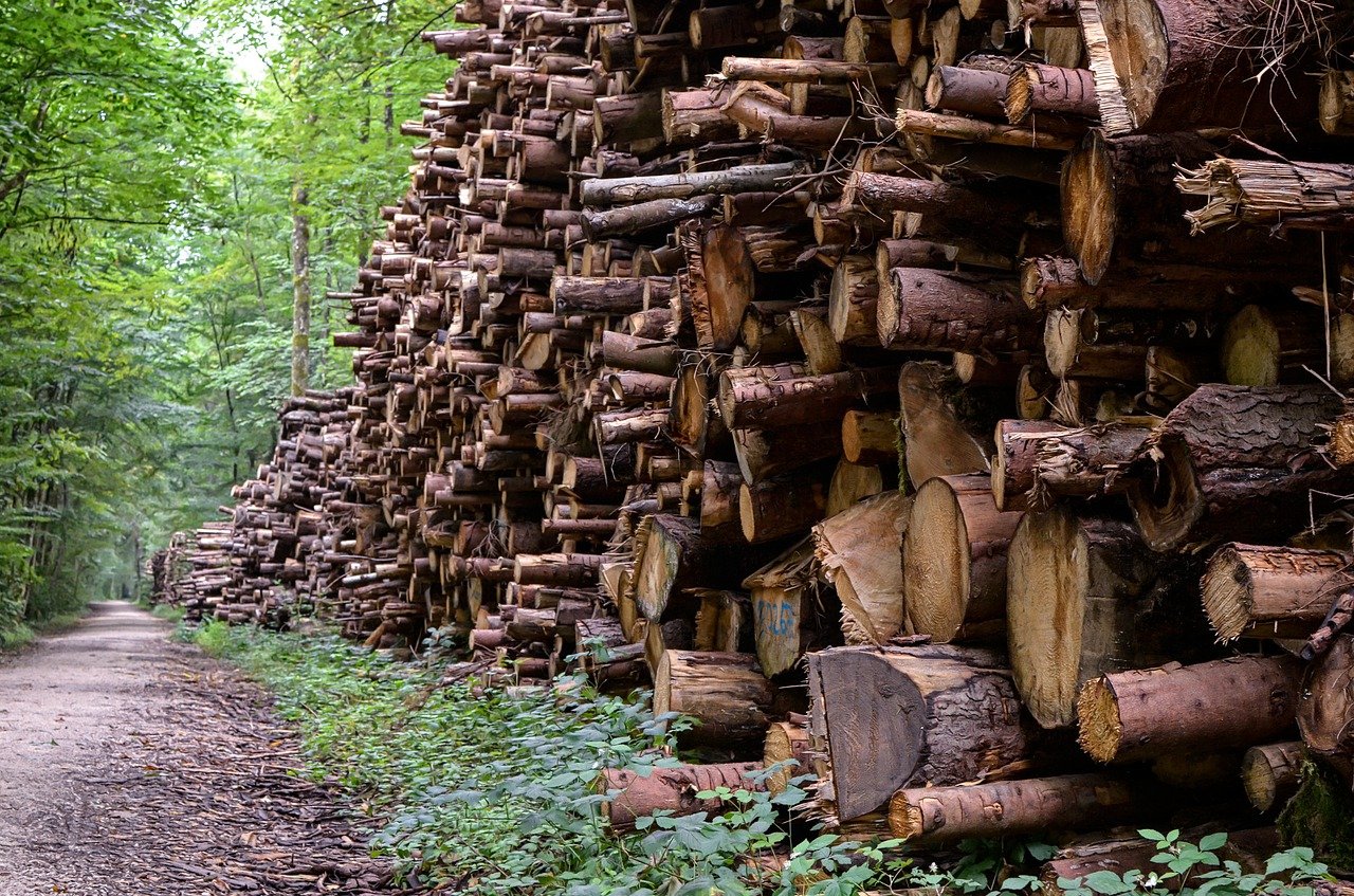 Жителя Ивановской области обвиняют в незаконной рубке леса почти на четверть миллиарда рублей
