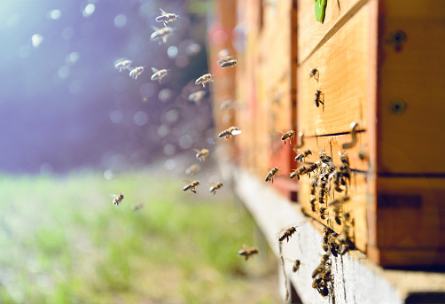 В Ивановской области пасечник получил штраф за неправильное содержание пчёл 