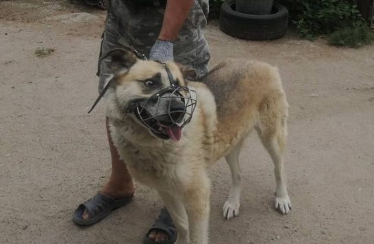 В Иванове с начала года отловили почти 400 бездомных собак