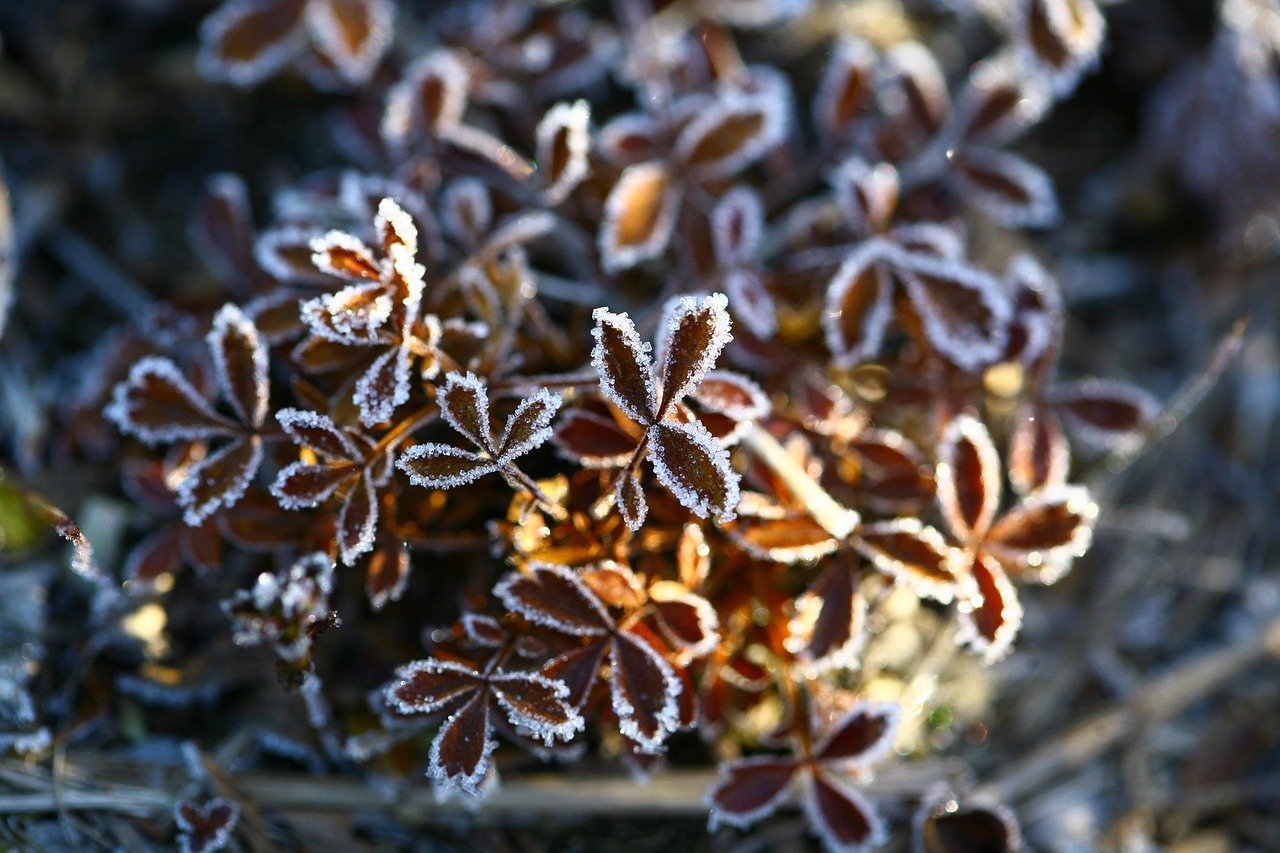 Заморозки до минус 9 градусов ожидаются в Ивановской области