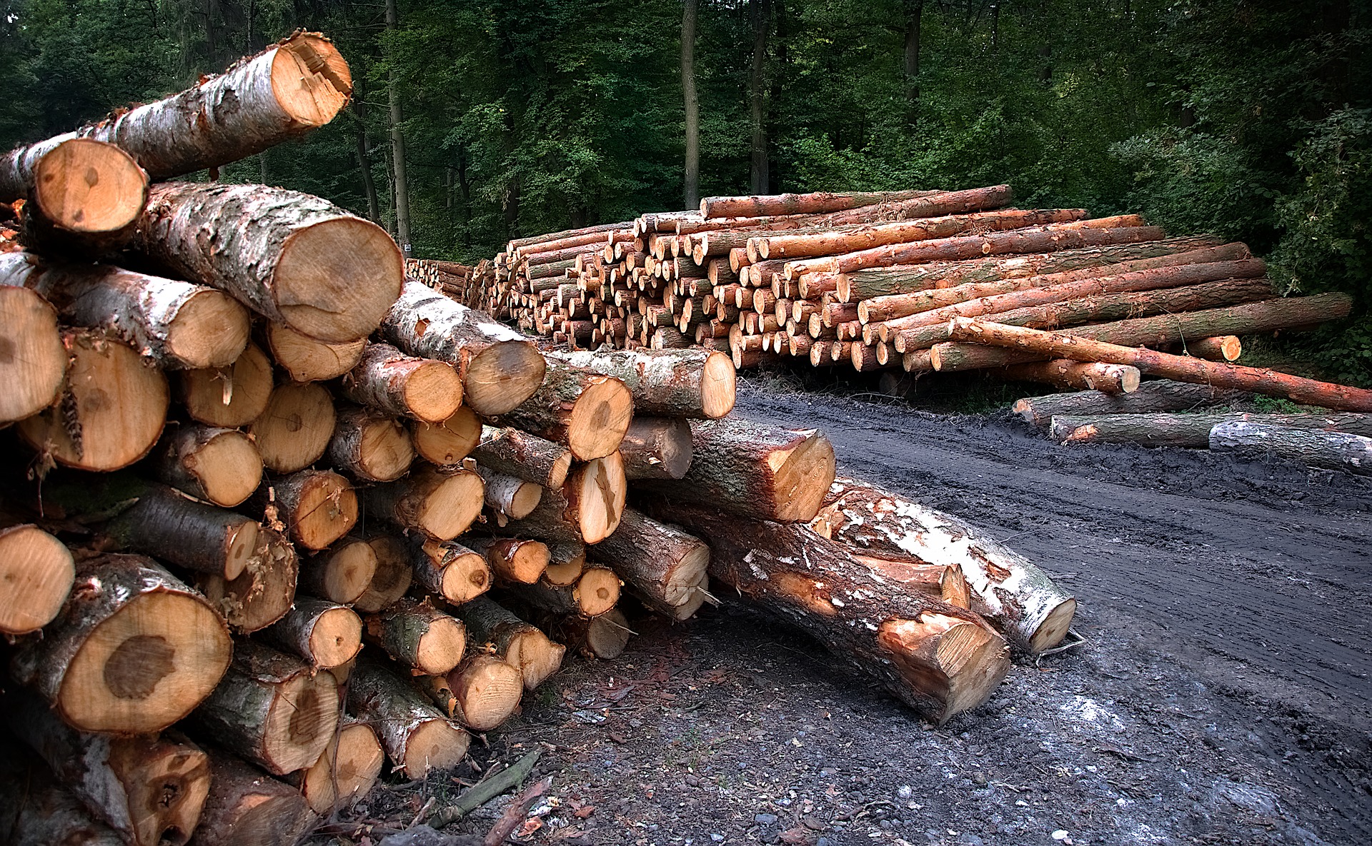 Из Ивановской области незаконно вывезли в Европу древесину на сумму более 2,5 млн рублей