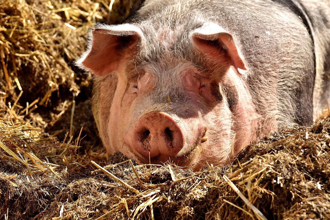 Вирус африканской чумы свиней выявили в Ивановской области 
