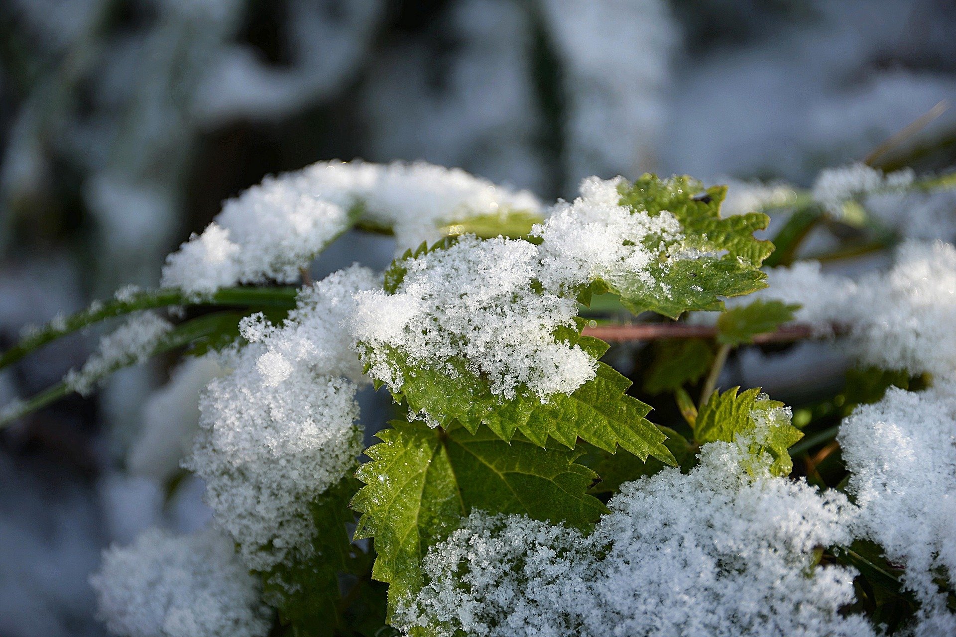 Полярное вторжение принесет в Ивановскую область первый снег
