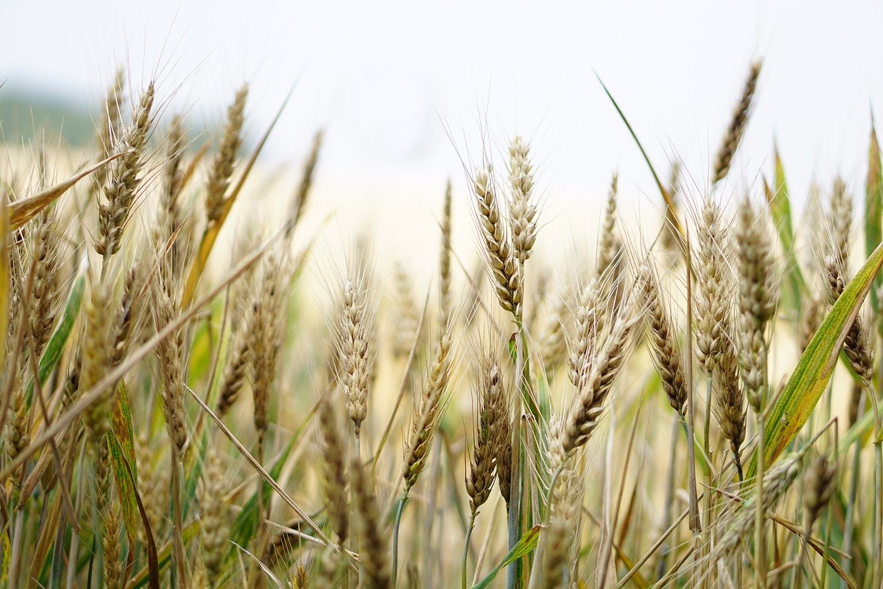 Аграриев региона поддержат за счет нового механизма  зернового демпфера