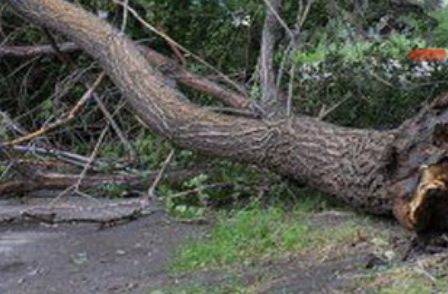 В Ивановской области упавшее из-за сильного ветра дерево убило человека