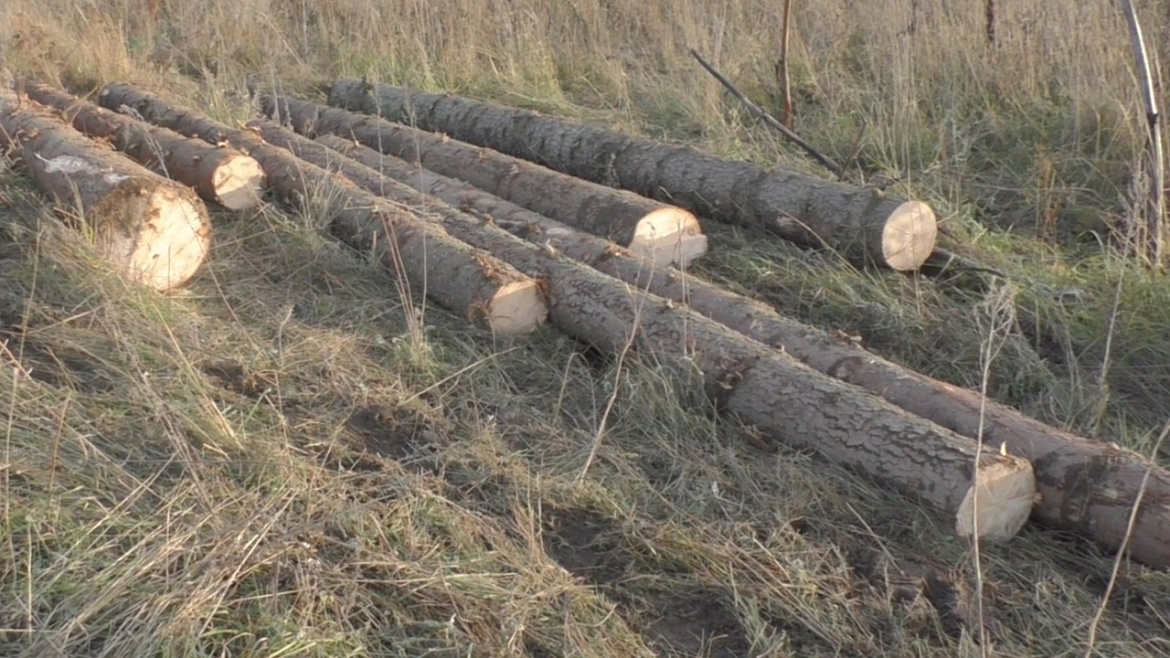 В Ивановской области задержали банду «чёрных» лесорубов