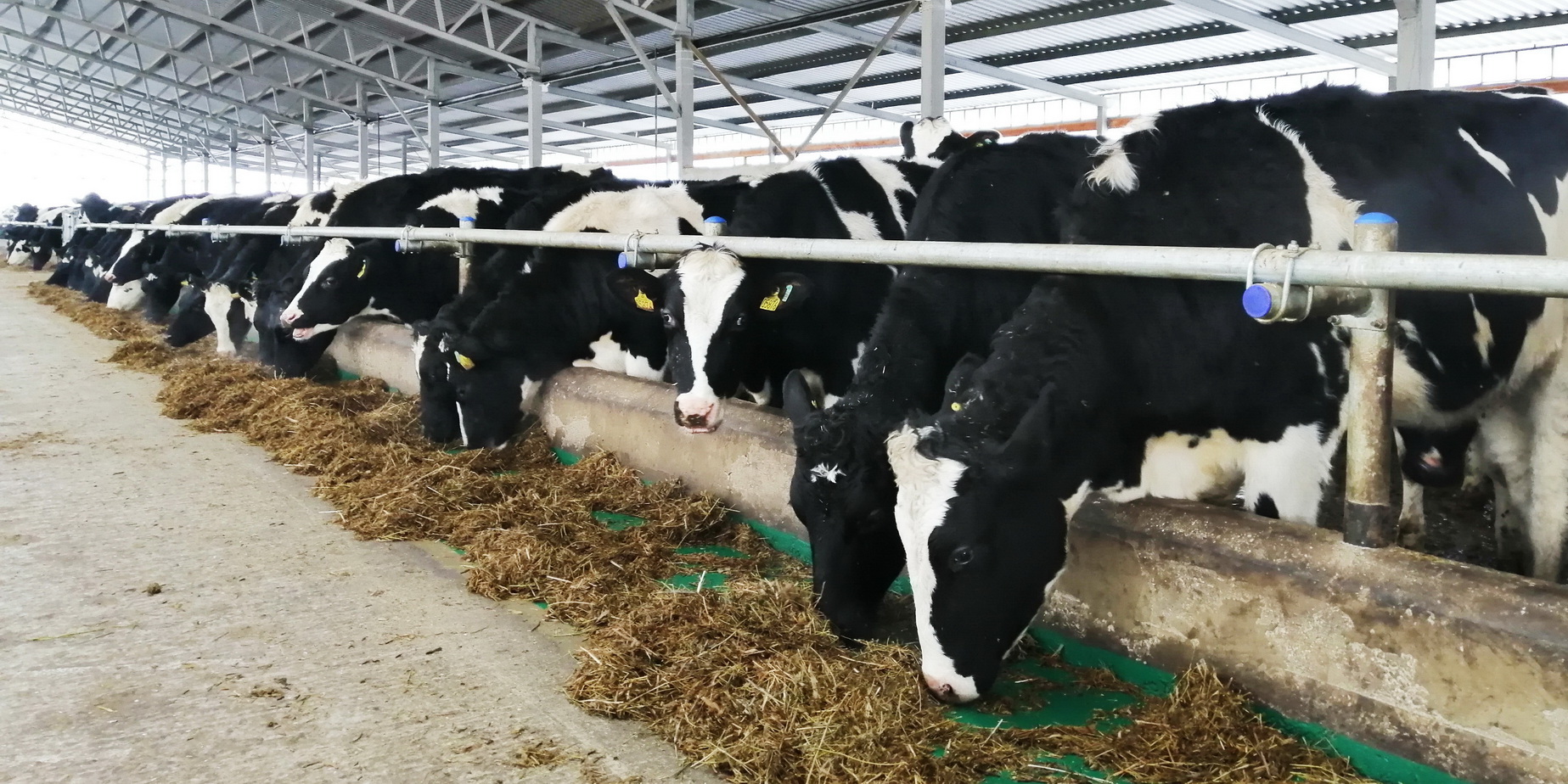 Новую ферму на 400 коров запускают в работу в Ивановской области
