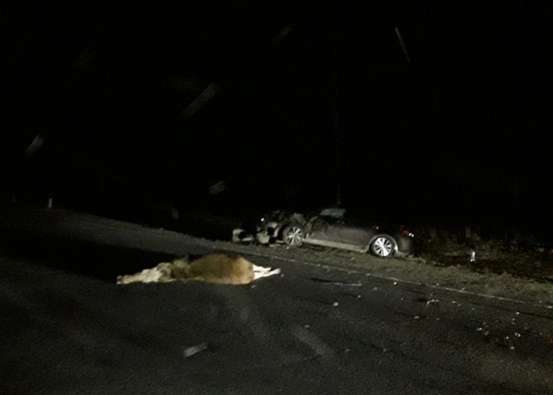 В ДТП с лосем на трассе в Ивановской области пострадали 5 человек