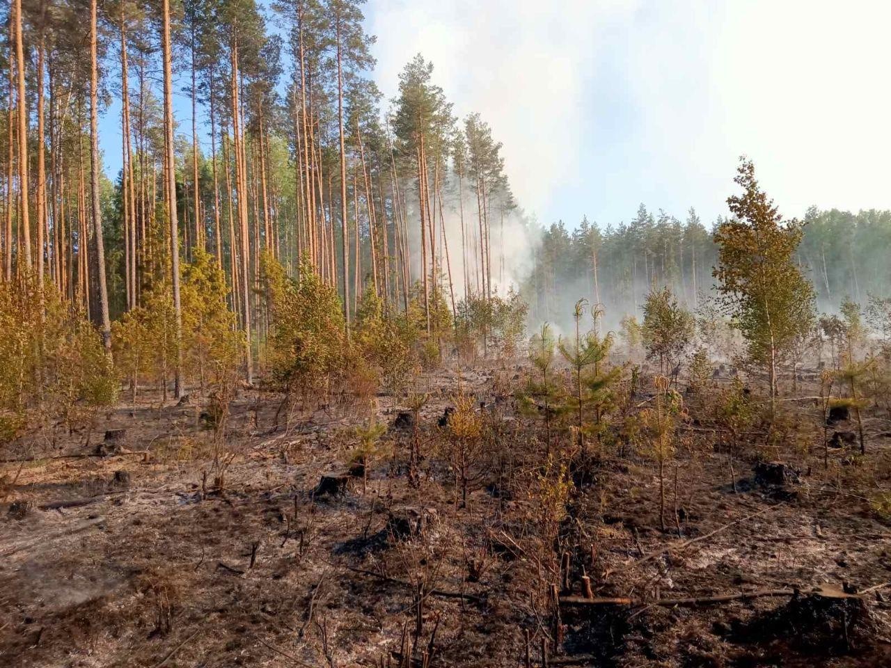 Три лесных пожара произошли в Ивановской области за выходные
