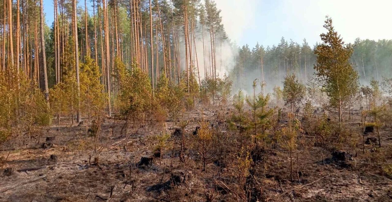 В Комсомольском районе горит лес