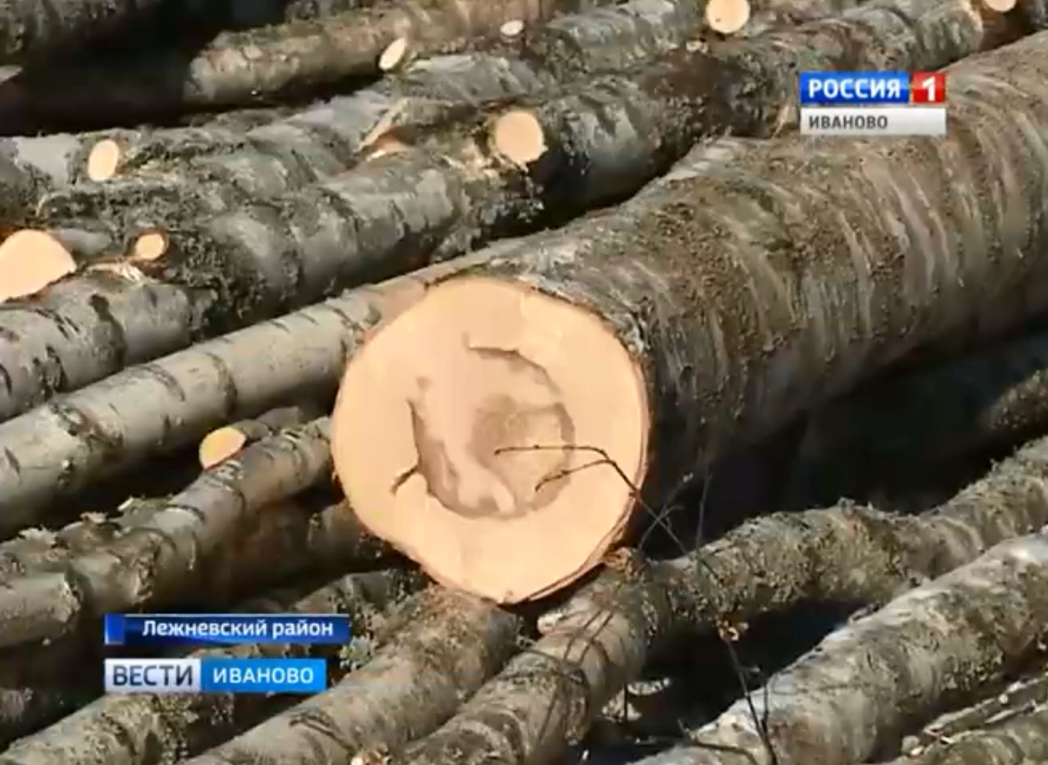 Завершено расследование дела банды "черных лесорубов" в Ивановской области, причинивших многомиллионный ущерб
