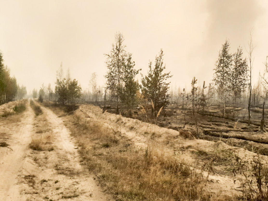 В Южском районе ввели режим чрезвычайной ситуации из-за крупного лесного пожара