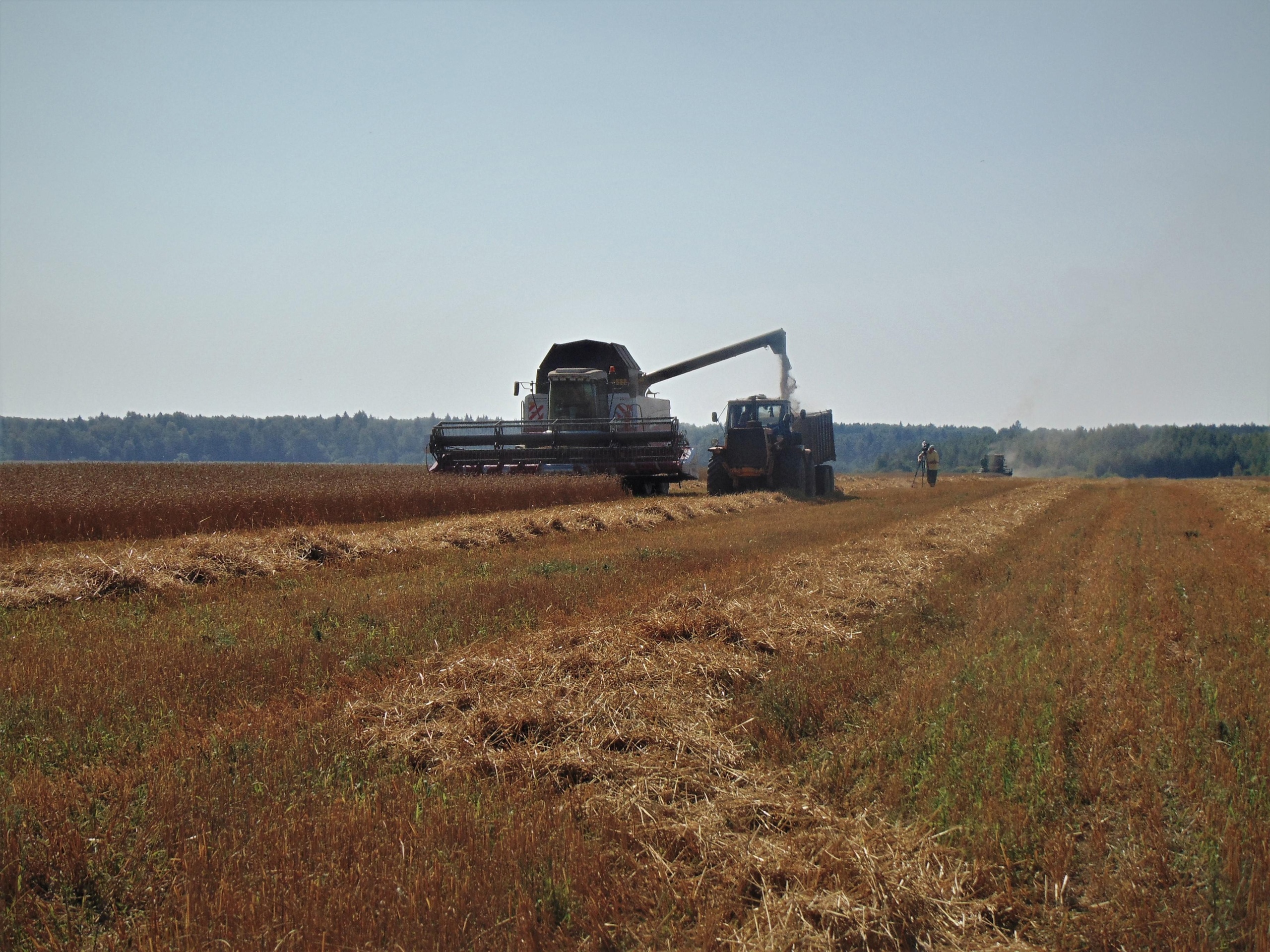 Родниковский район удерживает лидерство в регионе по уборке зерна