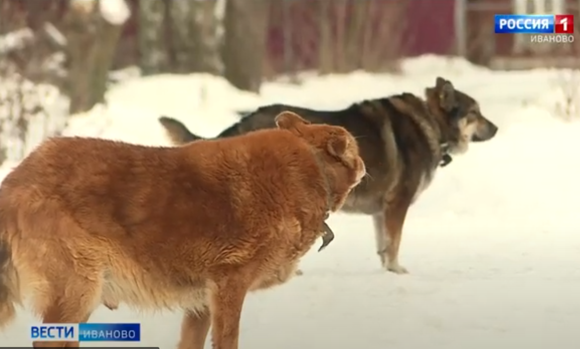 Бюджет Ивановской области потратит на отлов 50 собак в Кинешме 600 тысяч рублей