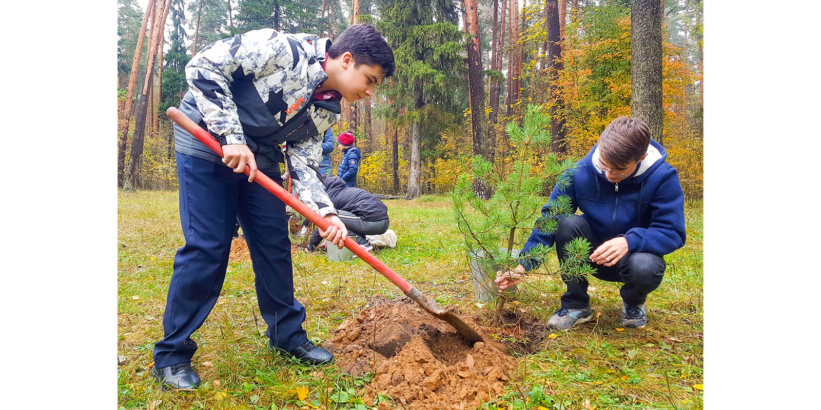 В Иванове высадили молодые сосны в рамках акции "Сохраним лес"