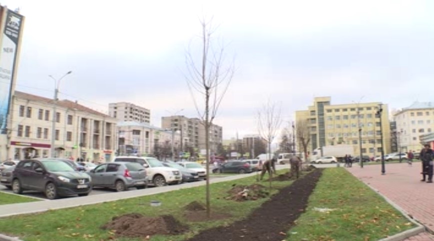 На площади Победы в Иванове высадили новые деревья