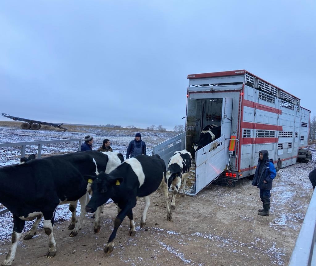 В Ивановской области получили две партии коров из Дании