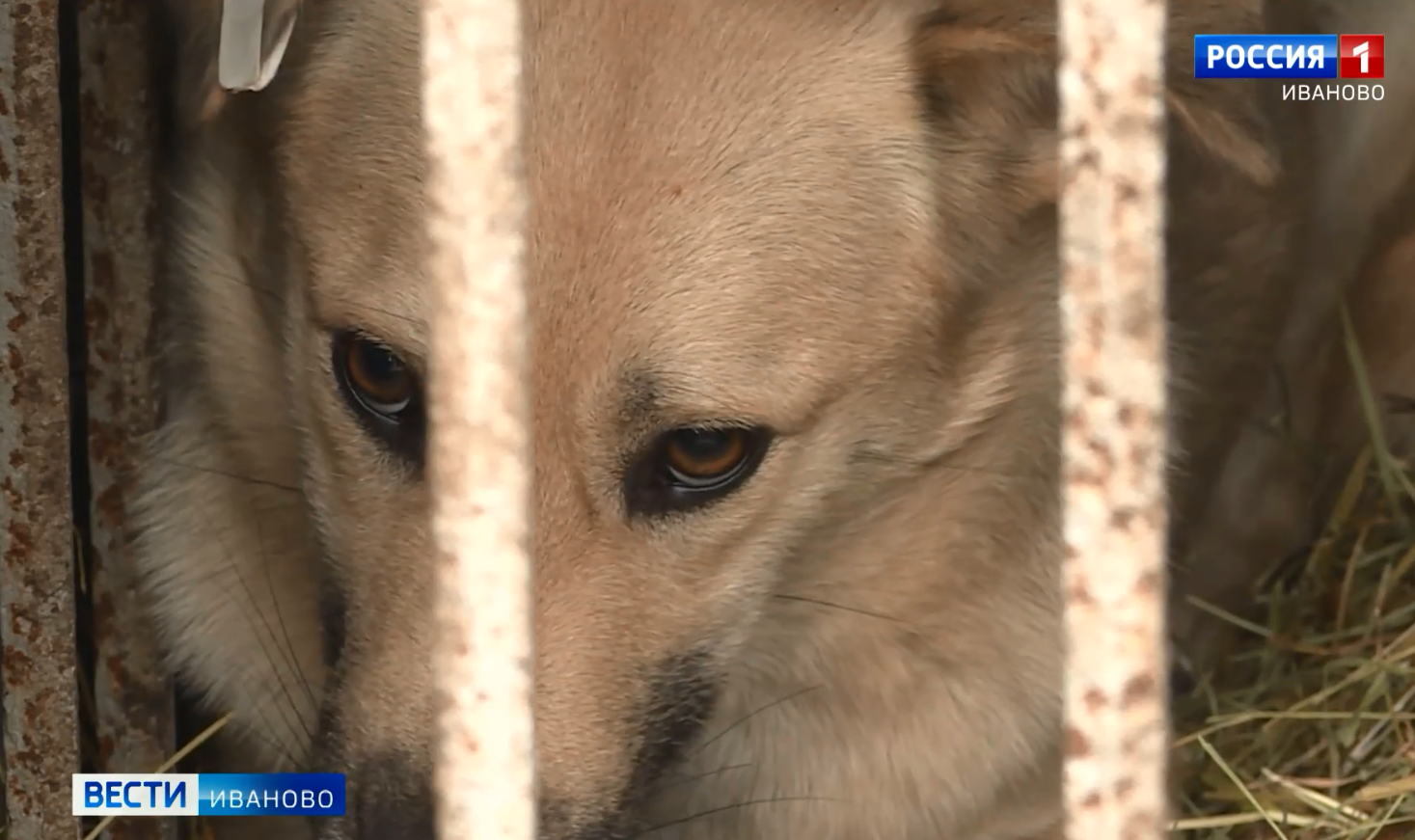 С начала года в Иванове отловлено больше 400 бездомных собак