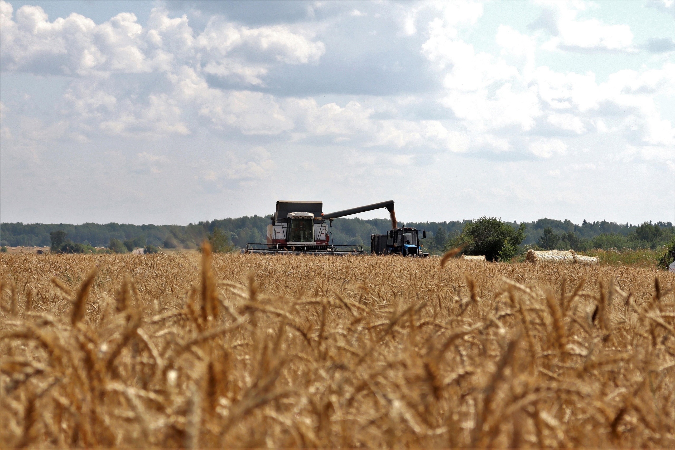 Урожай зерна в хозяйствах Ивановской области в этом году на 30% выше прошлогоднего  