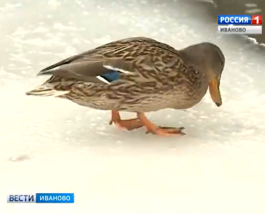 В Иванове проведут юбилейный учет зимующих водоплавающих птиц
