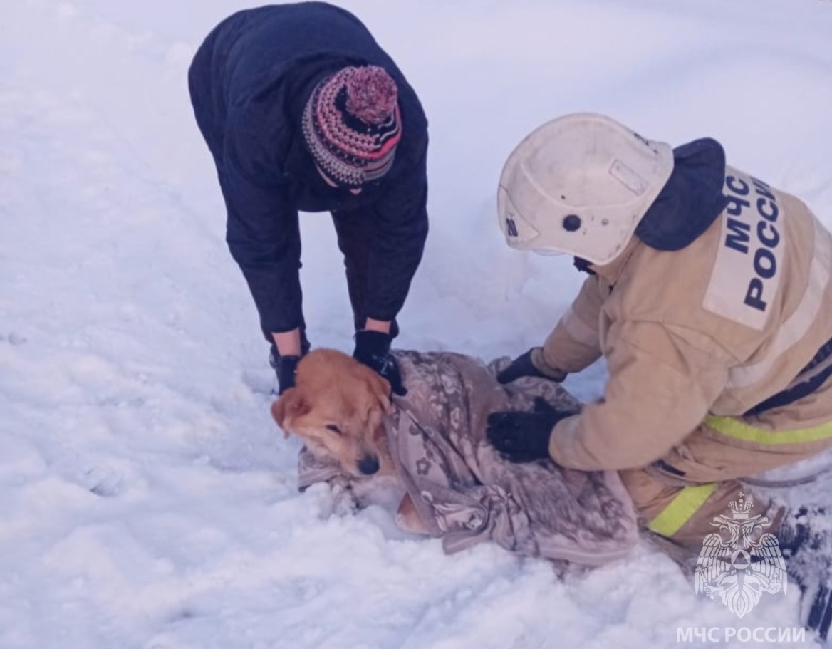 Пожарные в Ивановской области спасли тонущую собаку