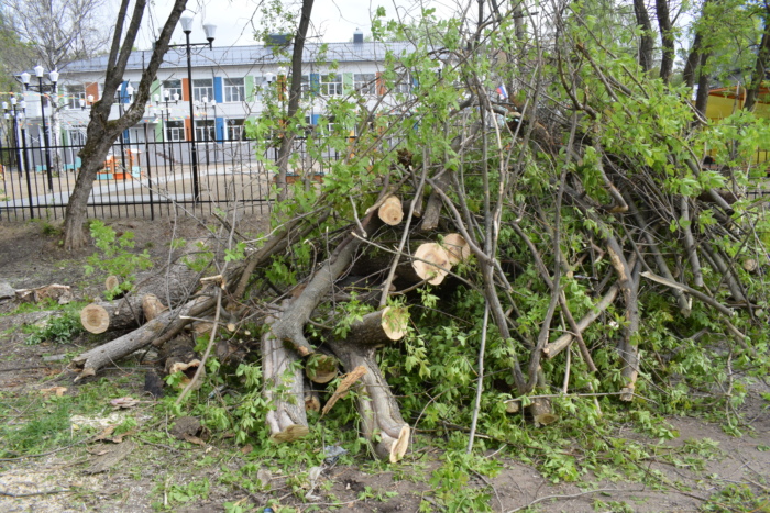 В Иванове снесут 25 аварийных деревьев
