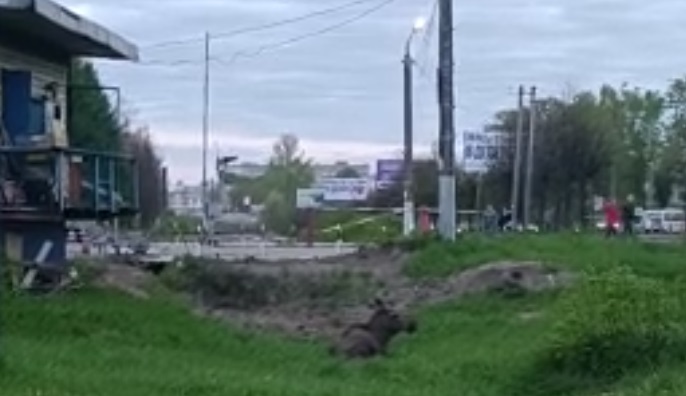Лось в Иванове оказался недалеко от ж/д путей