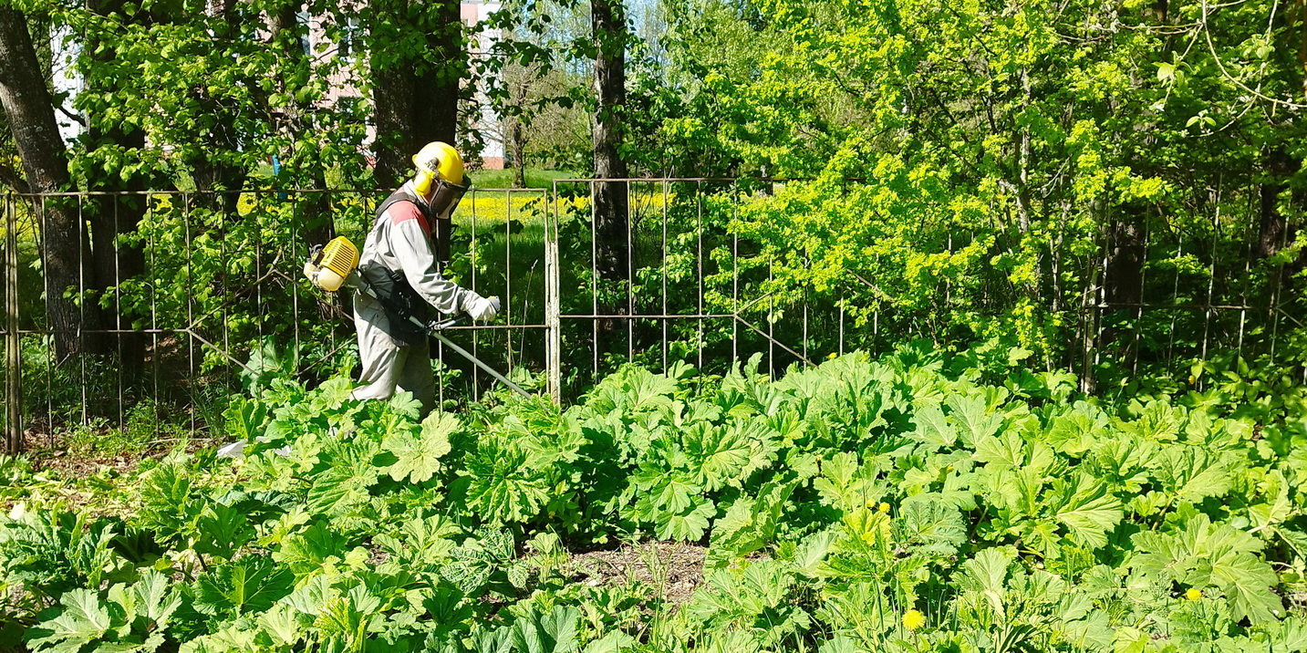 В Ивановской области ведутся работы по ликвидации борщевика Сосновского