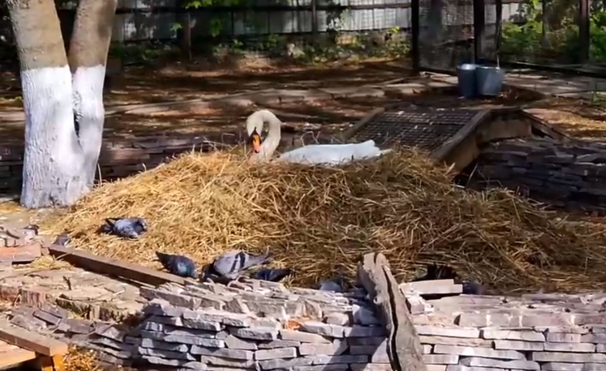 Ивановский лебедь Кай вьет гнездо для своей Герды