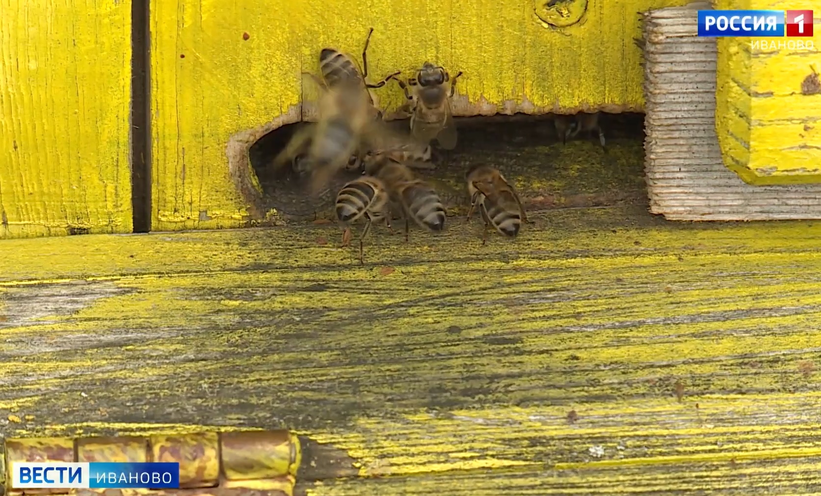 Пчеловодам Ивановского района рекомендовали временно исключить вылет насекомых на поля