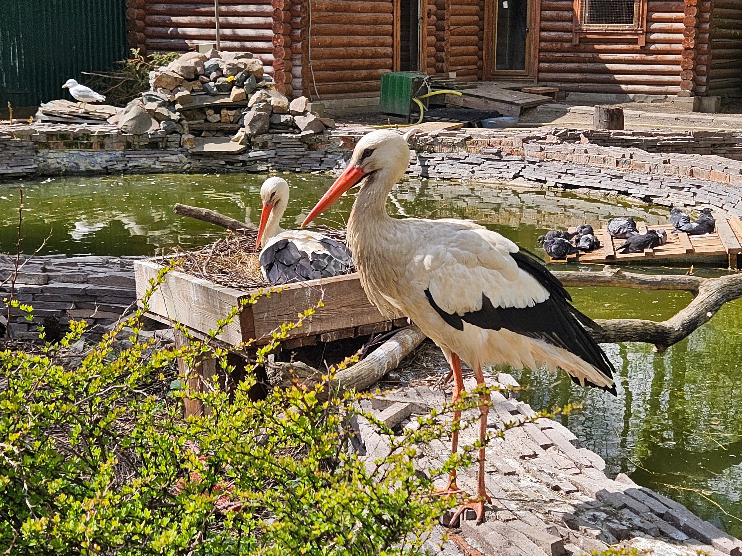 У аистов в Ивановском зоопарке ожидается рекордное пополнение