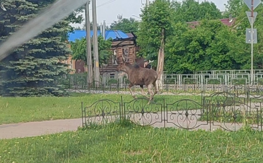 В черте города Иваново жители заметили лося