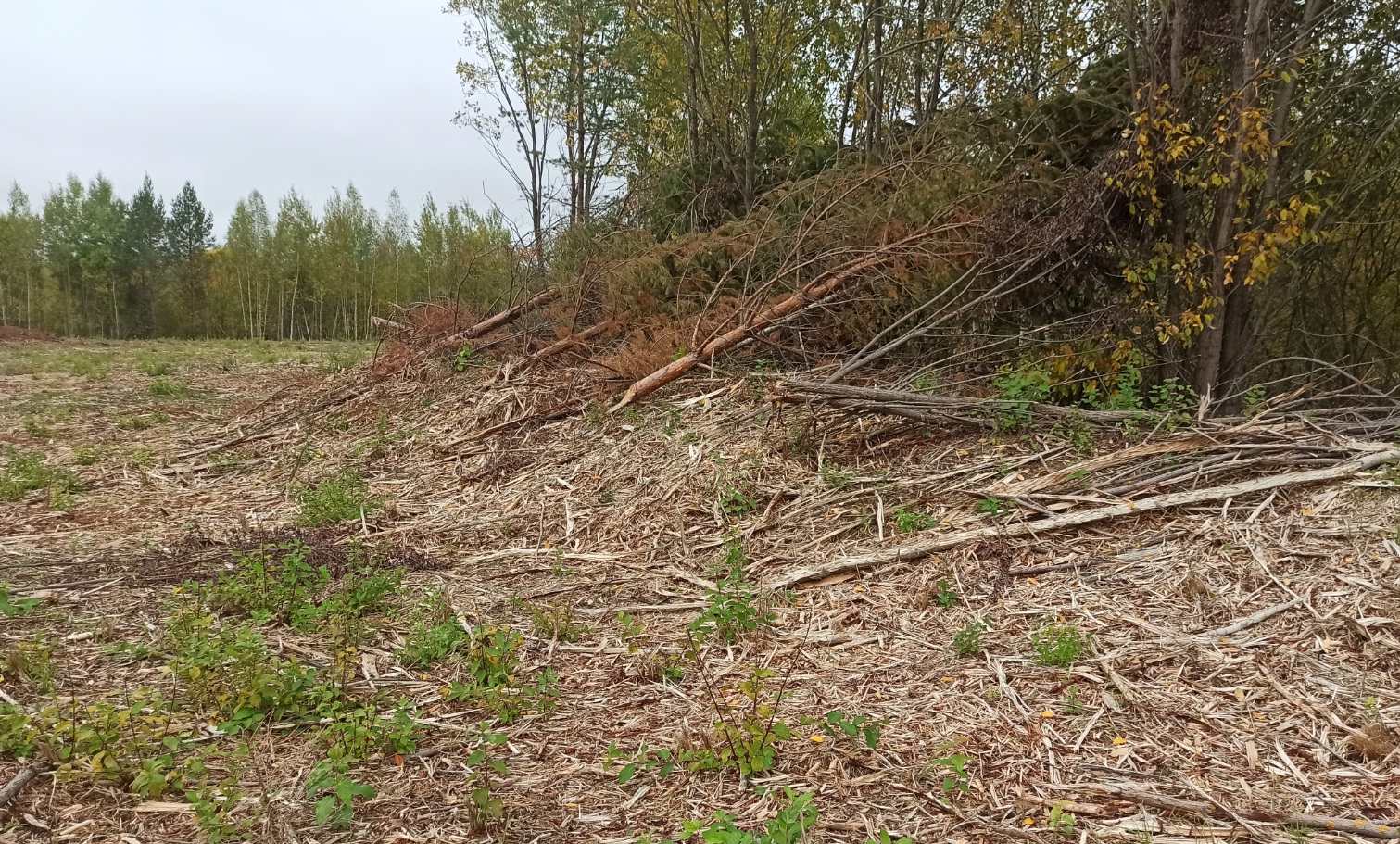 В Заволжском районе незаконно вырубили сотни деревьев