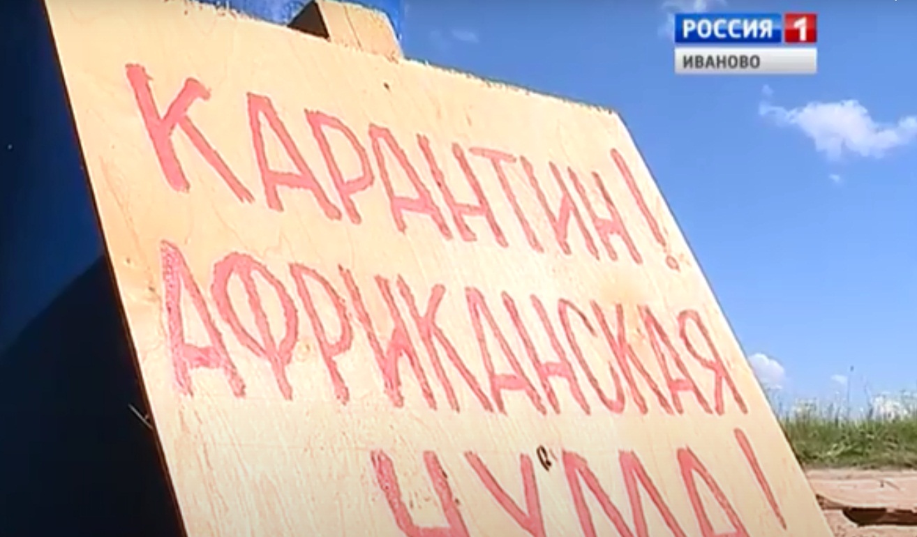 На территории подворья храма в Ивановской области объявили карантин по африканской чуме свиней