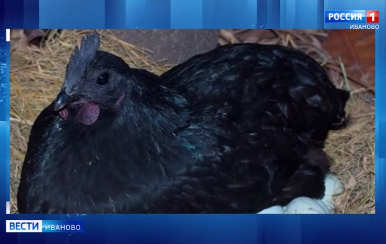 Ивановскому зоопарку подарили кур редкой черной породы