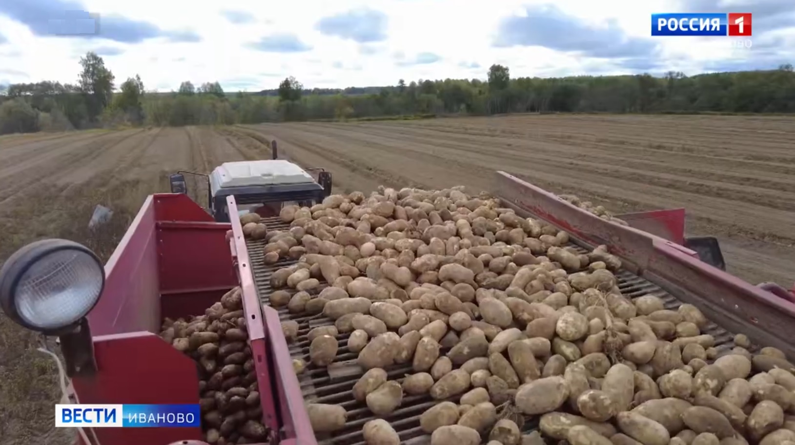 В Ивановской области набирает обороты уборка овощей и картофеля