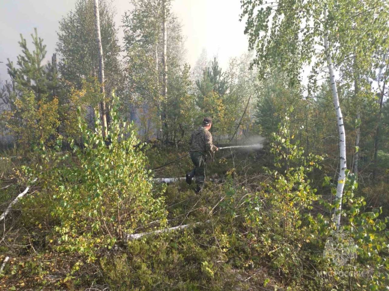 В Южском районе обнаружен очаг лесного пожара
