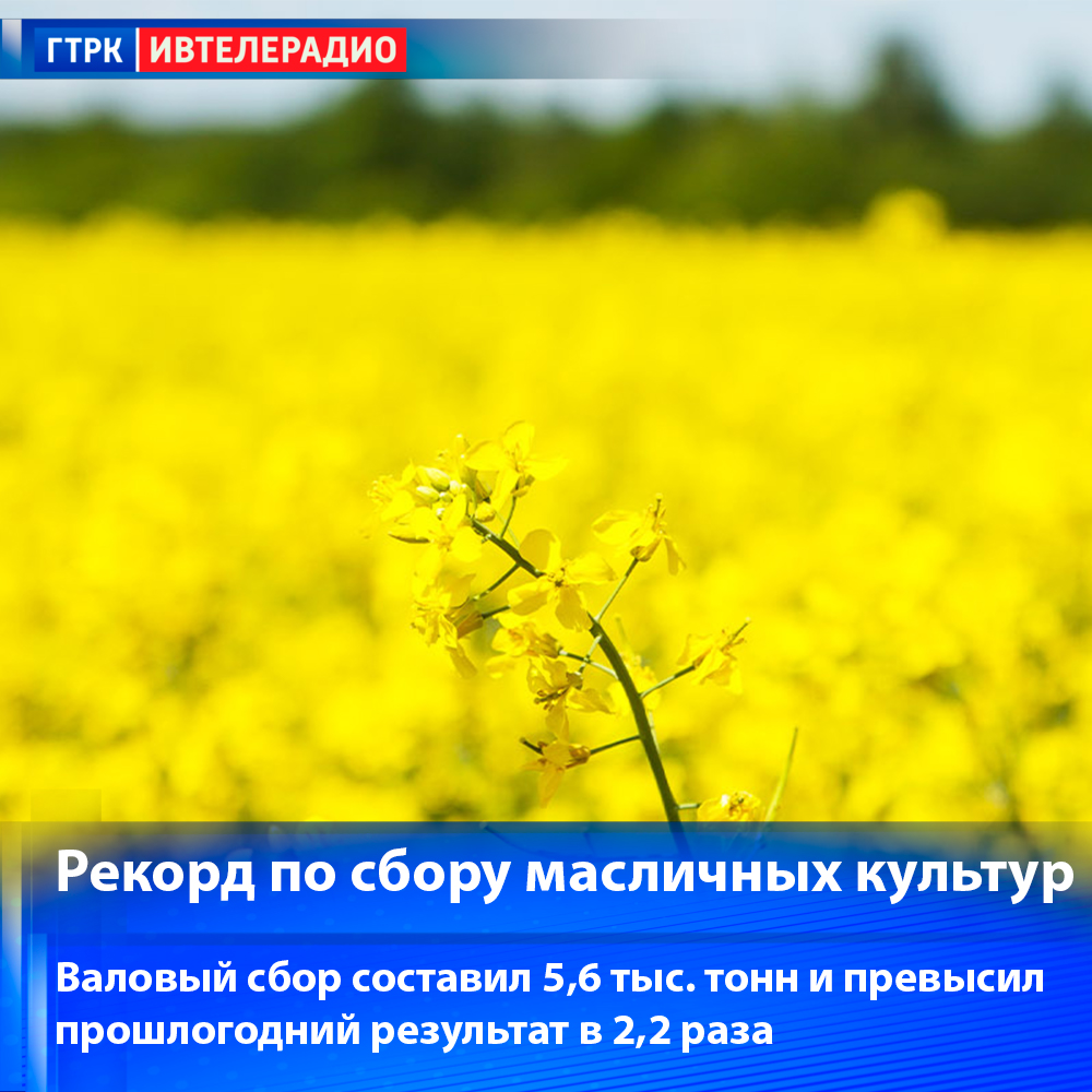 В Ивановской области собран рекордный урожай масличных культур
