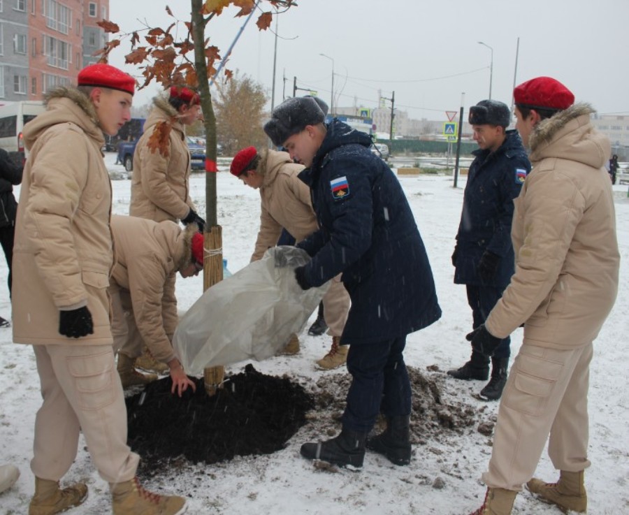 В Иванове высажены деревья в честь Героев России