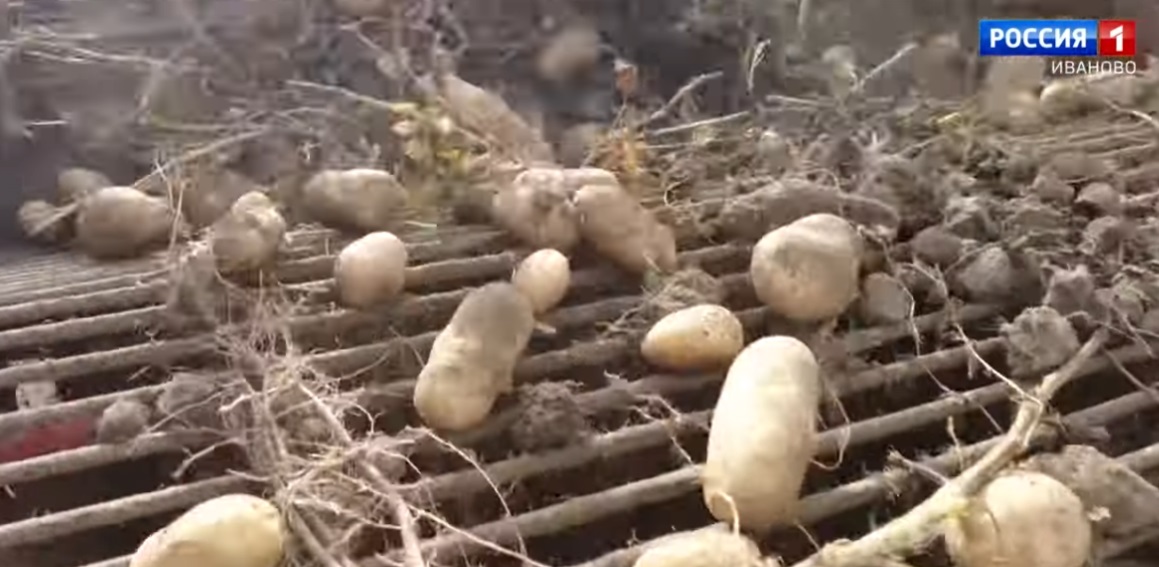 Производство картофеля в Ивановской области выросло на 20%