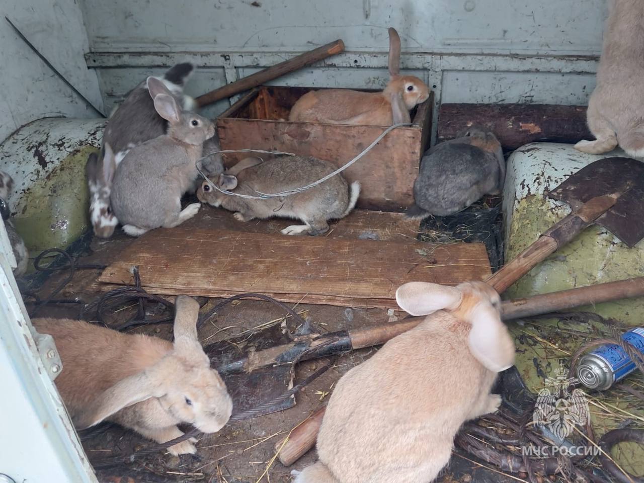Пожарные Ивановской области спасли из огня 18 кроликов