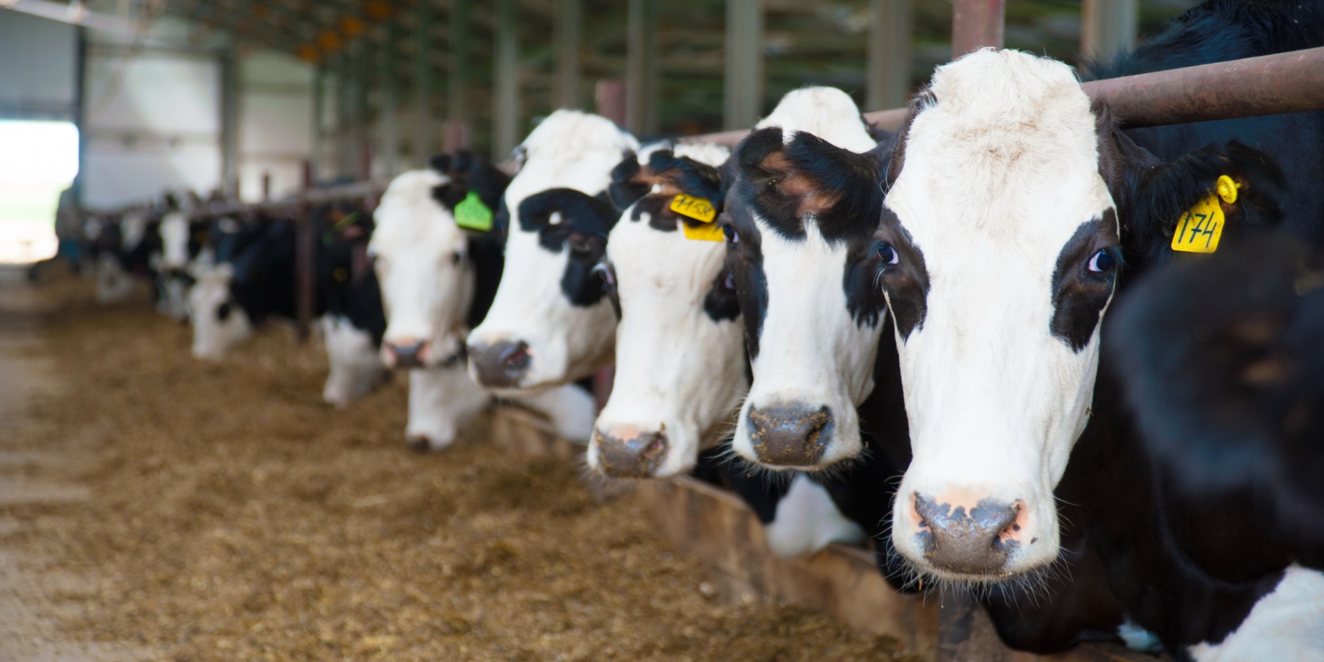 В Ивановской области почти на 15 % выросло производство продукции животноводства