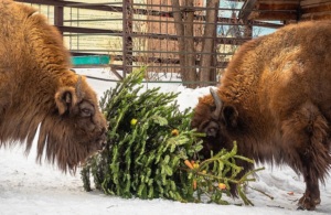 В Ивановском зоопарке продолжают принимать елки для животных