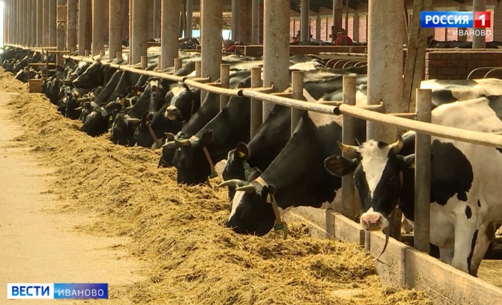В Ивановской области увеличена поддержка молочного и племенного животноводства