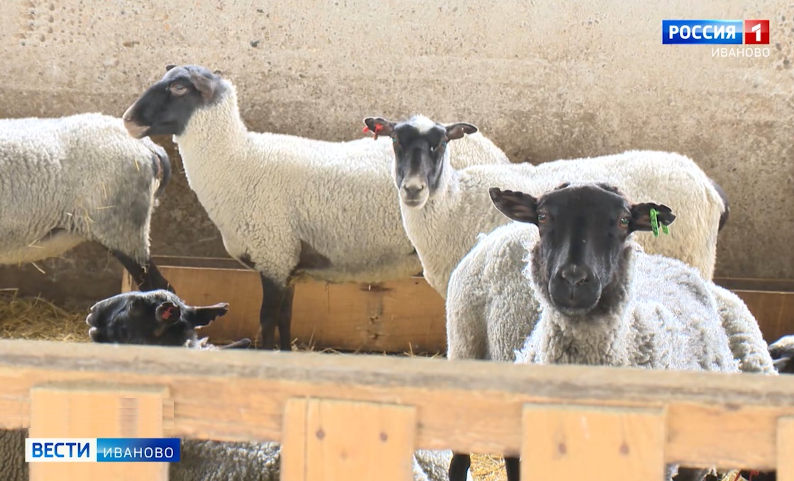 Овцы из Ивановской области стали медалистами на выставке в Республике Дагестан