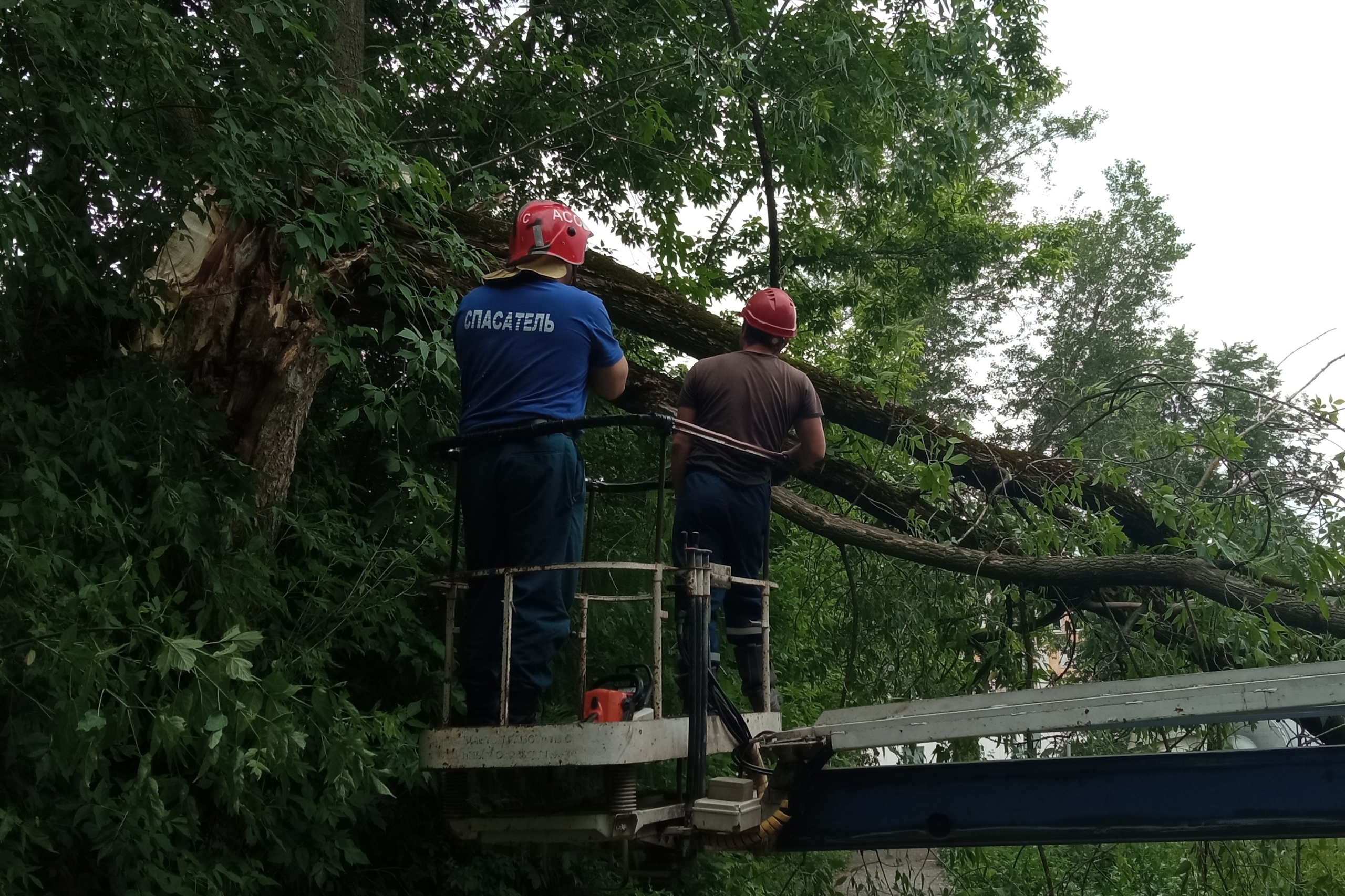 Более 20 деревьев повалил ветер во время грозы в Иванове