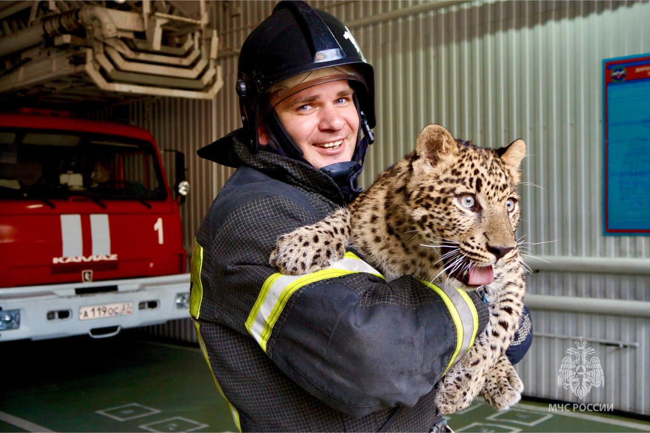 Детеныш леопарда пришел в гости к ивановским спасателям