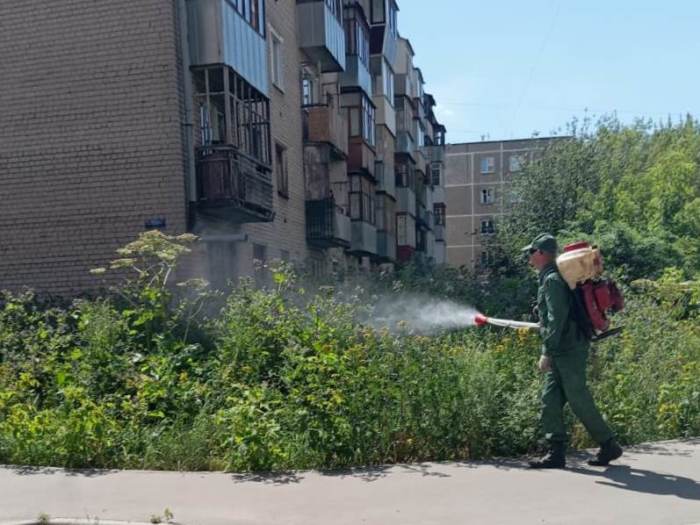 Места произрастания борщевика продолжают обрабатывать в Иванове