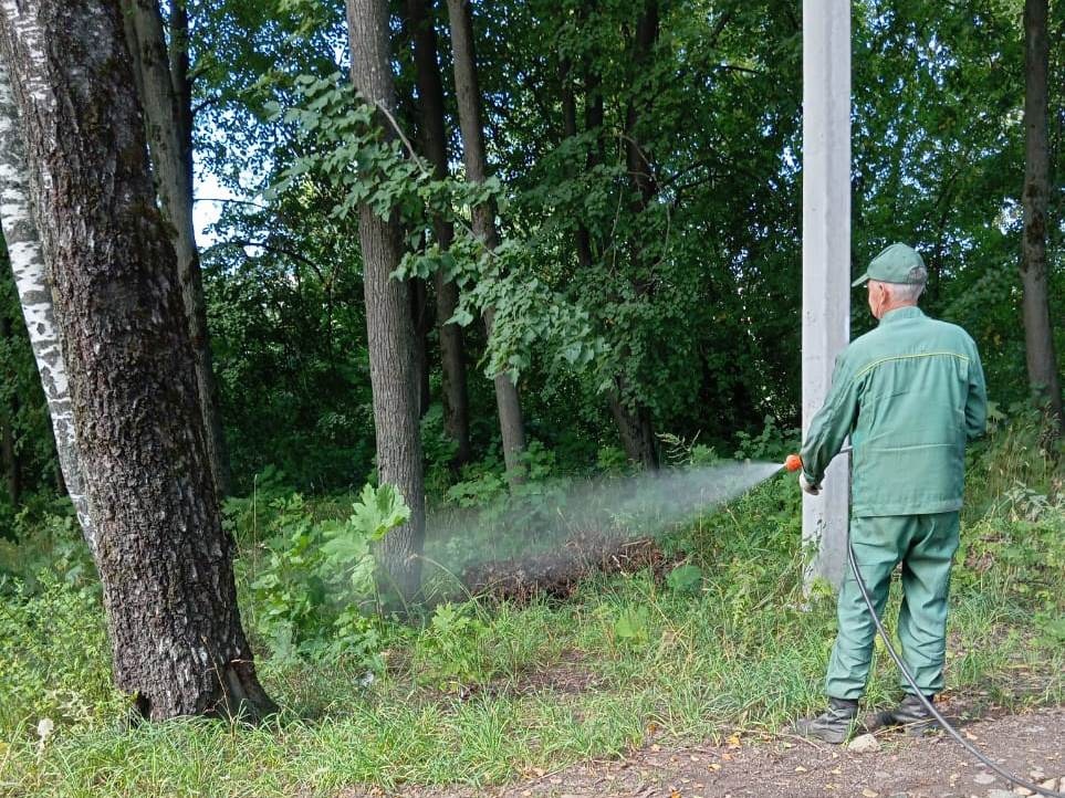 В Иванове продолжается борьба с борщевиком Сосновского